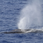 Rorqual commun au large des côtes varoises, août 2017