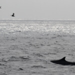 Rorqual commun survolé par deux goélands