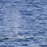 Rorqual commun au large des côtes varoises, août 2017