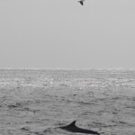 Rorqual commun survolé par deux goélands