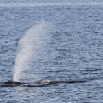 Rorqual commun, Sortie DDV du 15/10/2017