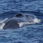 Rorqual commun au large de Sanary, 15/08/2017