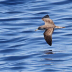 Puffin de Scopoli au large de Sanary, 15/08/2017