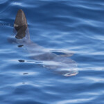 Poisson lune au large de Sanary, 15/08/2017