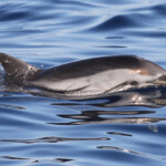 Dauphin bleu et blanc au large de Sanary, 15/08/2017