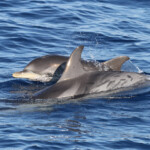 Dauphin bleu et blanc au large de Sanary, 15/08/2017