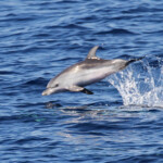 Jeune dauphin bleu et blanc sautant au large de Sanary, 15/08/2017