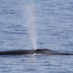Rorqual commun au large du Cap Sicié, 15/08/2017