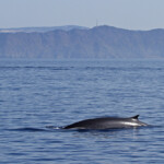 Rorqual commun au large du Cap Sicié, 15/08/2017