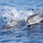 Dauphins bleu et blanc au large de Sanary, 15/08/2017