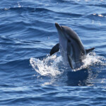 Dauphin bleu et blanc au large de Sanary, 15/08/2017