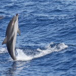 Dauphin bleu et blanc au large de Sanary, 15/08/2017