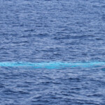 Rorqual commun ventre face à la surface au large de Sanary, 15/08/2017