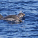 Femelle de Dauohin bleu et blanc et son jeune au large du Cap Sicié le 22/08/2017