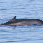 Rorqual commun au large du Cap Sicié le 22/08/2017
