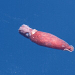 Restes de calmar au large du Cap Sicié le 22/08/2017