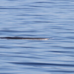 Rorqual commun au large du Cap Sicié le 22/08/2017