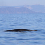 Rorqual commun au large du Cap Sicié le 22/08/2017