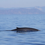 La sonde d'un Rorqual commun au large du Cap Sicié le 22/08/2017