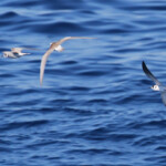 Guifettes noires au large du Cap Sicié le 22/08/2017