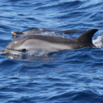Dauphins bleu et blanc au large du Cap Sicié le 22/08/2017