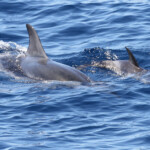 Femelle de Dauohin bleu et blanc et son jeune au large du Cap Sicié le 22/08/2017