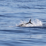 Thon en pleine partie de chasse