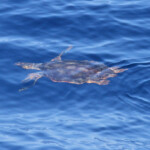 Tortue caouanne au large de Sanary, 13/08/2017