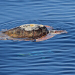 Tortue caouanne et daurade coryphène, Sortie DDV du 15/10/2017