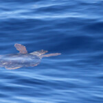 Tortue caouanne au large de Sanary, 13/08/2017