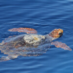 Tortue caouanne, Sortie DDV du 15/10/2017