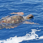 Tortue caouanne au large de Sanary, 13/08/2017