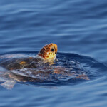 Tortue caouanne, Sortie DDV du 15/10/2017