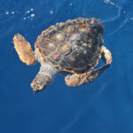 Tortue caouanne au large de Sanary, 13/08/2017