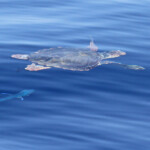Tortue caouanne escortée par des poissons pilotes et daurade coryphène, Sortie DDV du 15/10/2017