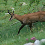 Chamois sous la baisse de Vallauretta