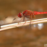 Crocothémis écarlate, lac des Escarcets, Plaine des Maures