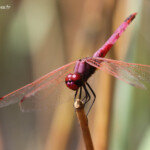 Trithémis annelé, Lac des escarcets, Plaine des Maures