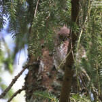 Jeune chevêchette d'Europe, forêt de Grzedy