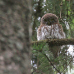 Jeune chevêchette d'Europe, forêt de Grzedy