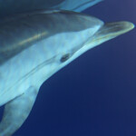 Dauphin bleu et blanc au large de Marseille