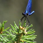 Caloptéryx vierge, sentier au départ de Barwik, Parc national de Biebrza