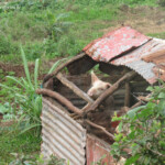 Cochon au bord du chemin menant à Cascade Vistoire