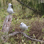 Gygis blanche, Ile aux cocos, Rodrigues