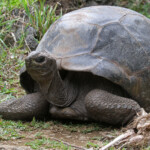 Tortue d'Aldabra, île aux Aigrettes