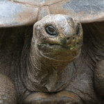 Tortue d'Aldabra, île aux Aigrettes