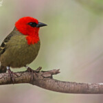 Foudi de Maurice, île aux Aigrettes
