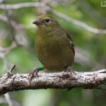 Foudi de Maurice, île aux Aigrettes
