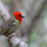 Foudi de Maurice, île aux Aigrettes