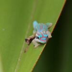 Phelsuma ornata, île aux Aigrettes